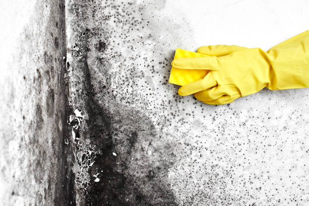 Best DIY Mold Remediation Support Services in Newberry, FL