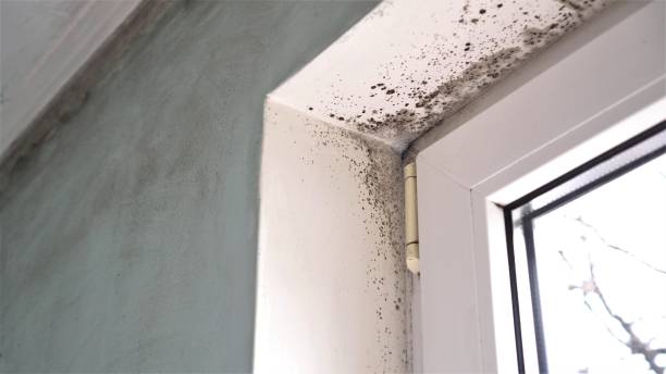 Best Bathroom Mold Remediation in Newberry, FL