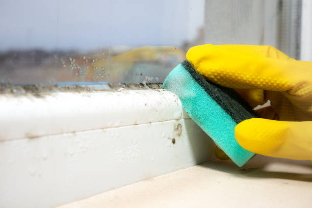 Best Attic Mold Remediation in Newberry, FL